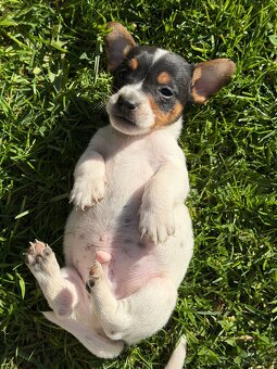 Jack Russell teriér - 12