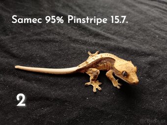 Pagekon Řasnatý - 12