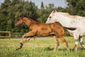 Appaloosa klisna - 12