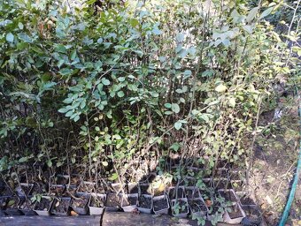 Habr na živé ploty. - 12