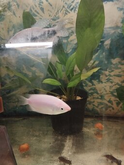 prodej novinek ze dvora - 12