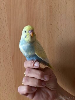 Prodám mladé andulky po vylétnutí z budky - 12