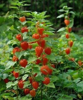 TRVALKY, SKALNIČKY, BYLINKY - 12