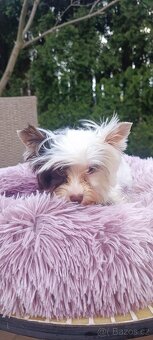 Jorkširský teriér s pp - 12