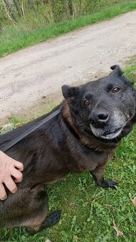 CONNIE K ADOPCI - nejvěrnější parťačka, mazel na N-tou - 12