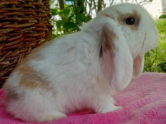 Anglický Zakrslý Beránek MiniLop - Miminka již k odběru - 12