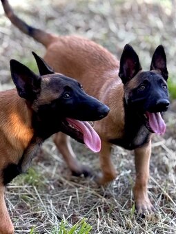 BELGICKÝ OVČÁK MALINOIS - ŠTĚŇATA S PP - 12