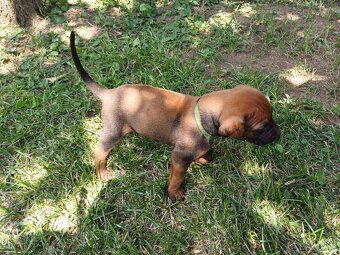 Rhodéský ridgeback - 12