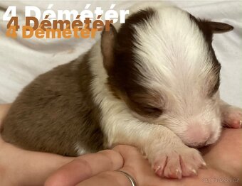 Border kolie s pp - 12