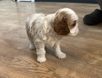 Kavalir King Charles spaniel - 12