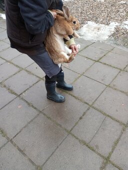 Králíci samice i samci německý obrovitý strakáči a křížencia - 12