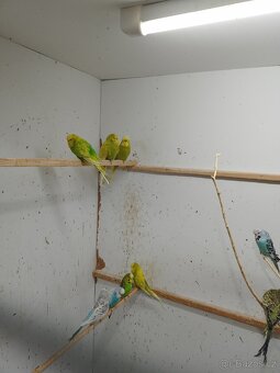 Andulky prodám - 12