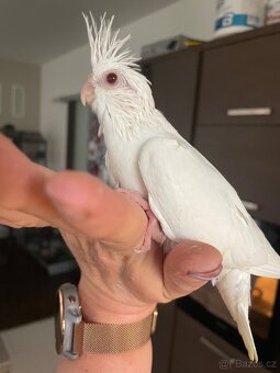 Ručně dokrmené korely Albino - 12