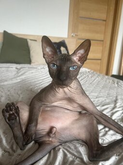 Koťata Donský Sphynx s PP - 12