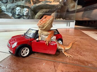 AGAMA VOUSATÁ K PRODEJI - 12