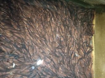 Siven americký - 12