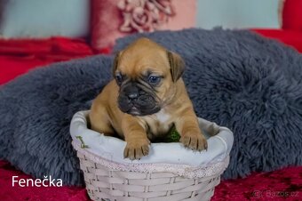 Štěňata francouzak + bordeaxska doga - 12