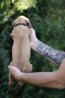 Rhodéský ridgeback  s PP posledni volné štěňatka..vrh E - 12