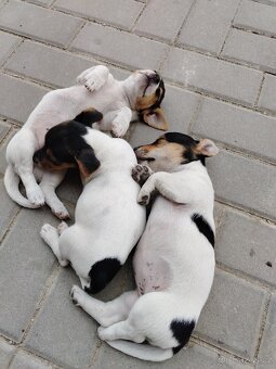 Jack Russell teriér - 12