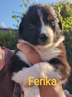 Border kolie bez pp - 12