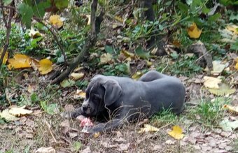 Cane Corso - 12