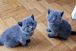 Britská modrá koťátka - 12