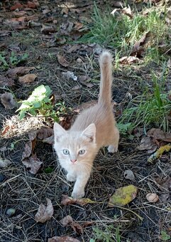 Darujeme 4 kočičky a 1 kocourka - 12