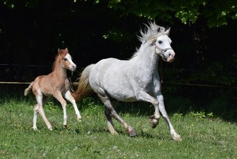 Hřebeček Welsh B 2025 Rezervace - 12