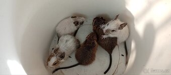 Darování osmáků degu do dobrých rukou - 12