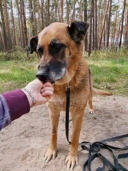 ROXY K ADOPCI - vděčná, nenáročná seniorka - 12