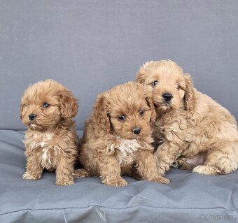 Cavapoo - 12