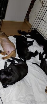 štěňátka Pitbull x Stafordšírský teriér - 12