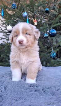 Australský ovčák s PP - 12