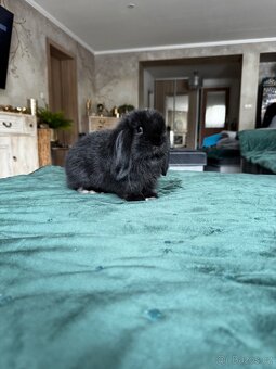 Minilop zakrslý králíček - 12