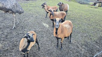 Kamerunské ovce - hobby chov - 12