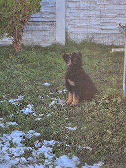 nemecký ovčak - 12