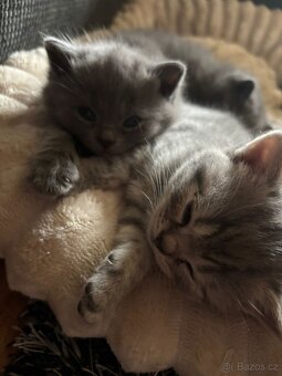 Britská koťátka - 12