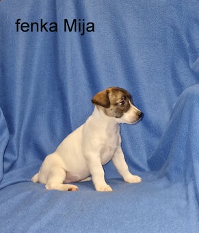 Jack russell terier - 12