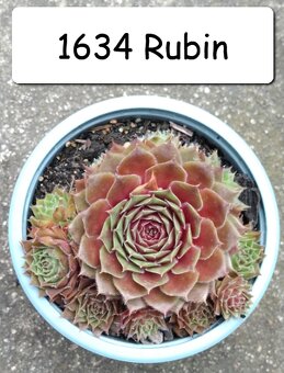 Netřesky, rozchodníky, delosperma na balkón i na zahradu. - 12
