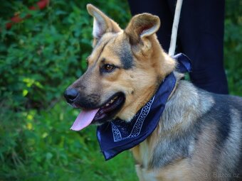 HAKIM K ADOPCI - 3 ROKY, KRÁSNÝ,PŘÁTELSKÝ,HRAVÝ - 12