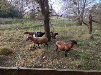 Kamerunské ovce - 12