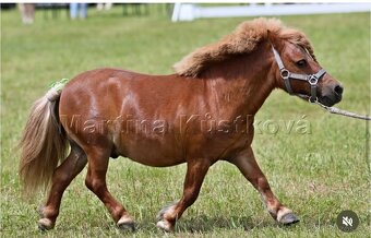 Luxusní hřebec Shetland - 12