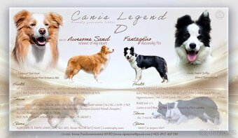 Border Collie / Border Kólia s PP - 12