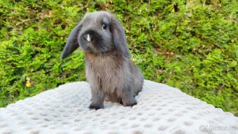 Zakrslý beránek, králíček, králík - PATRICIE - 12