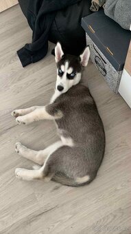 🐾 ŠTĚŇÁTKA HUSKY NA PRODEJ – HLEDÁME MILUJÍCÍ DOMOVY ❤️ - 12