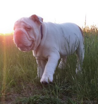 Anglický buldog na prodej. - 12