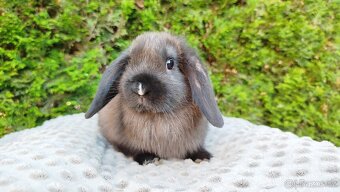 Zakrslý beránek, králíček, králík - PATRICIE - 12