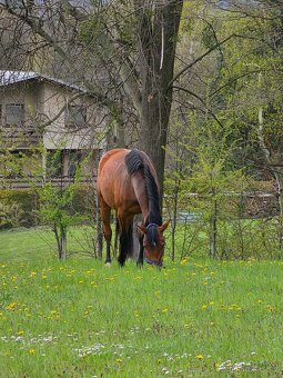 Klisna po ČSP Olly - 12