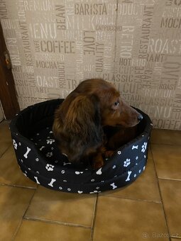 Jezevčík dlouhosrstý trpasličí - 12