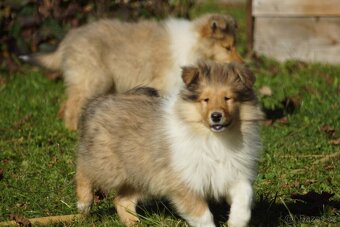 KOLIE DLOUHOSRSTA ZLATA - 12